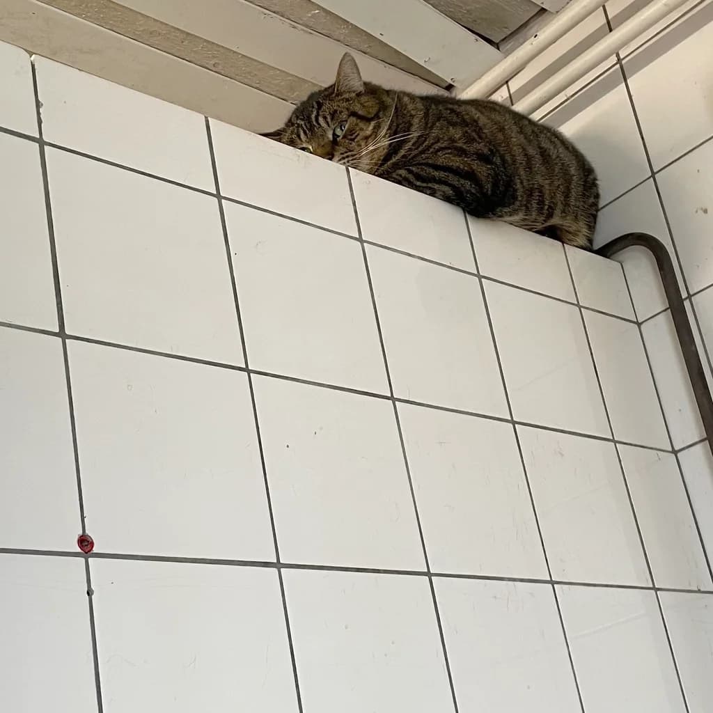 Atmos, male 7yo European Shorthair for adoption at Stichting Animals Faith