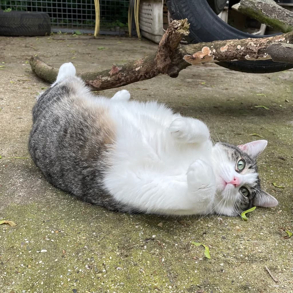 Charlie, male senior European Shorthair for adoption at Stichting Animals Faith