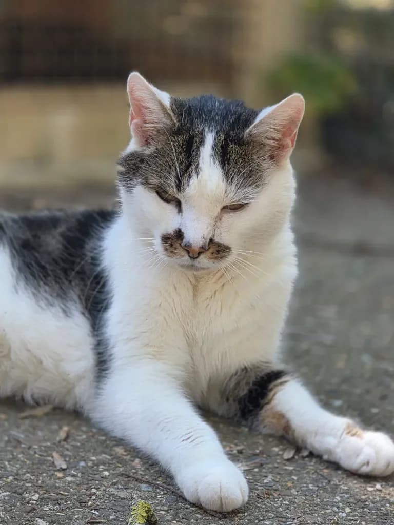 Balou, male European Shorthair for adoption at Stichting Animals Faith