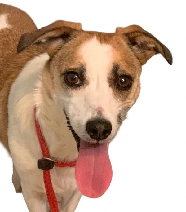 Cherry, female 5yo mixed breed for adoption at Stichting Animals Faith