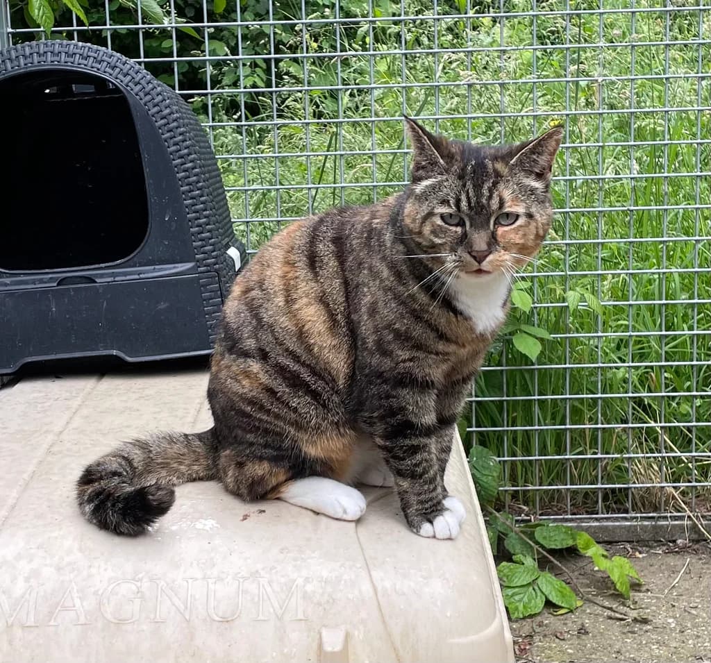 Lizzy, female senior European Shorthair for adoption at Stichting Animals Faith