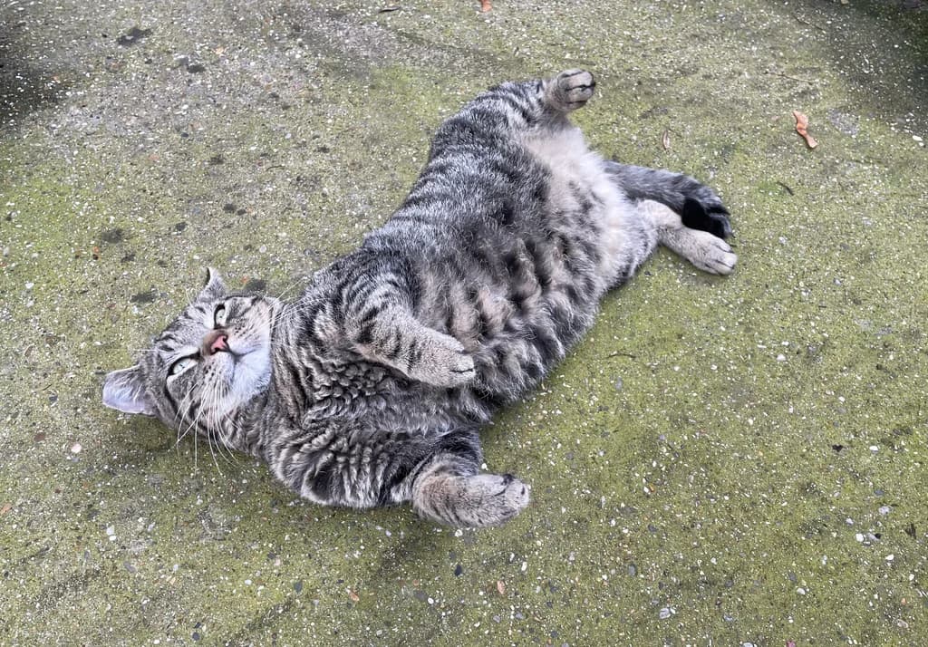 Brummbeer, male European Shorthair for adoption at Stichting Animals Faith