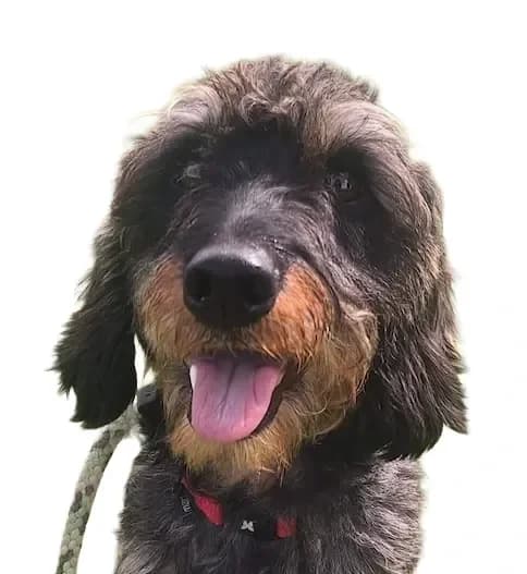 Gatsby, male young Dachshund for adoption at Stichting Animals Faith