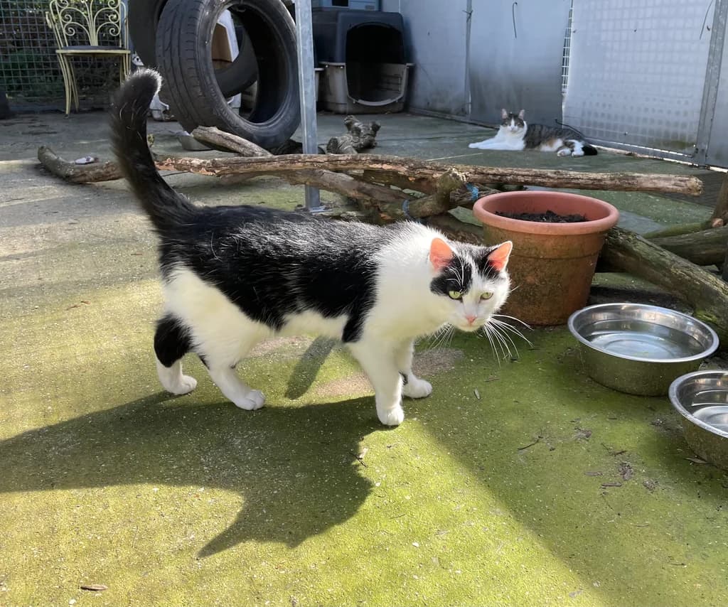Tommie, male 3yo European Shorthair for adoption at Stichting Animals Faith