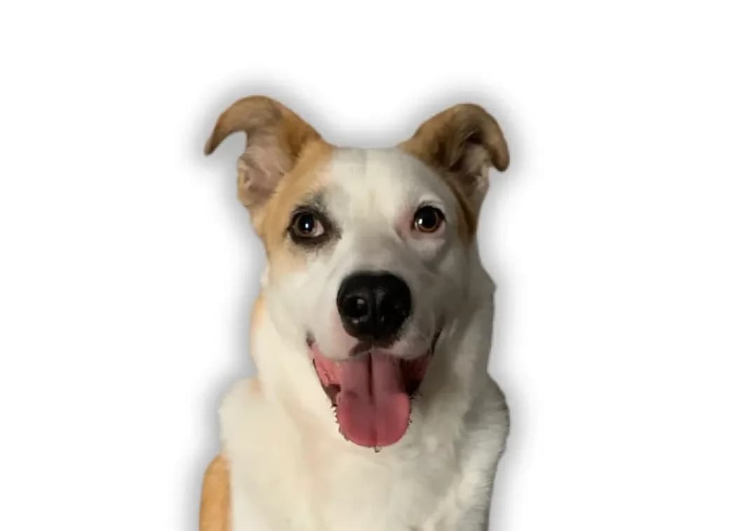 Luca, male 6yo mixed breed for adoption at Stichting Animals Faith
