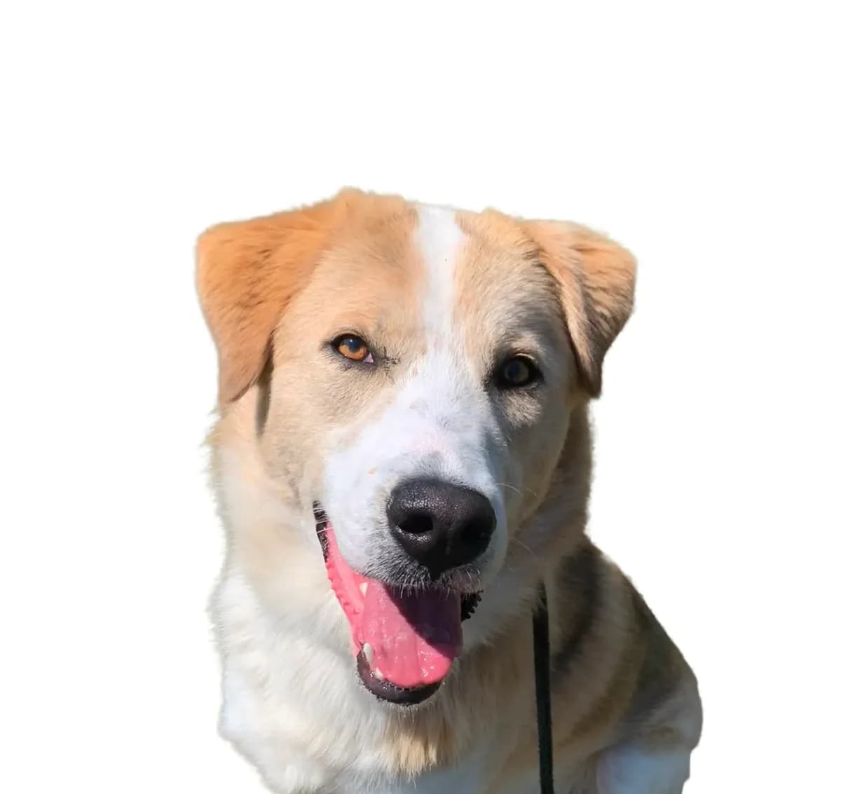 Herman, male young mixed breed for adoption at Stichting Animals Faith