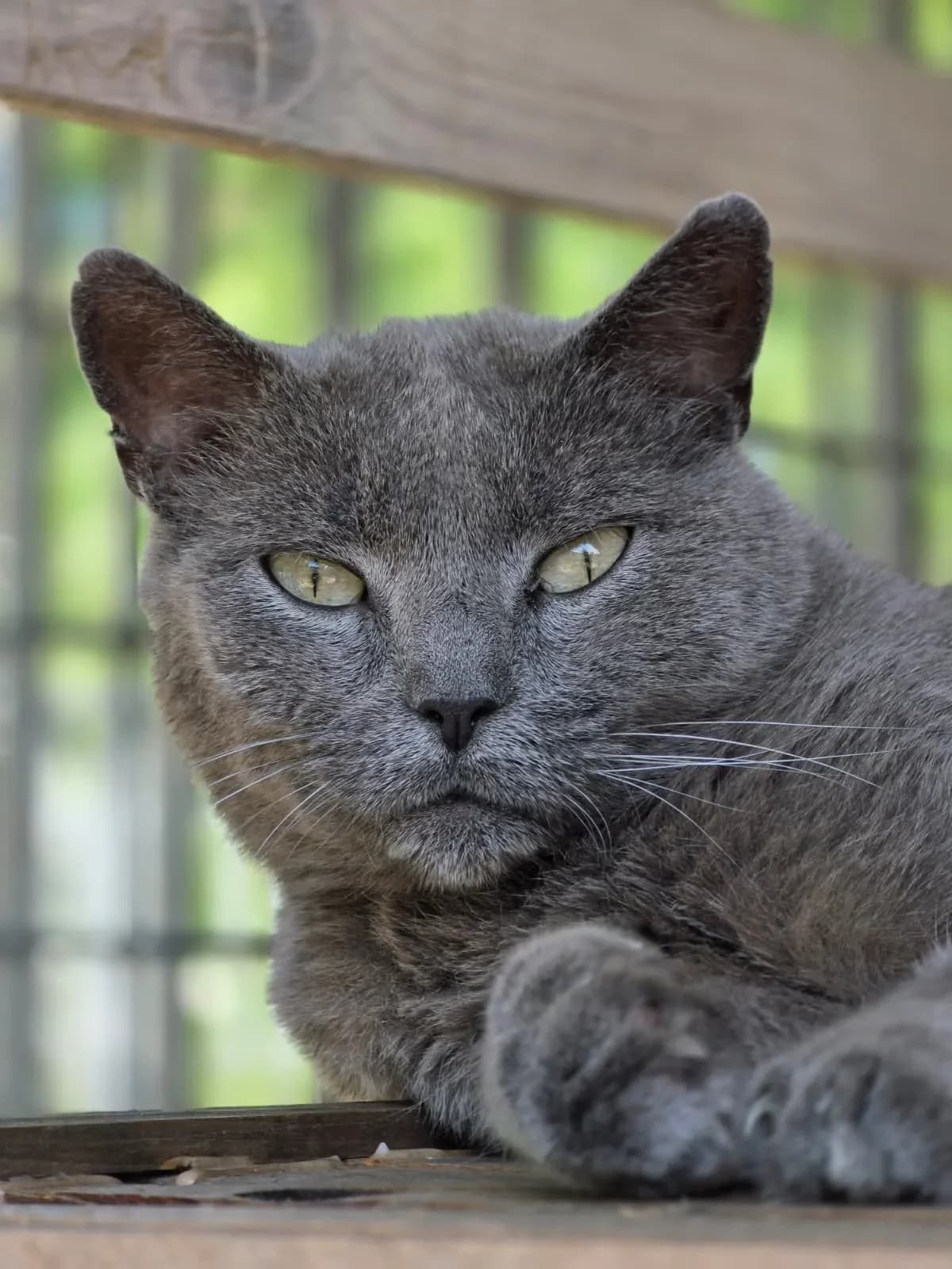 Naboo, female senior European Shorthair for adoption at Stichting Animals Faith