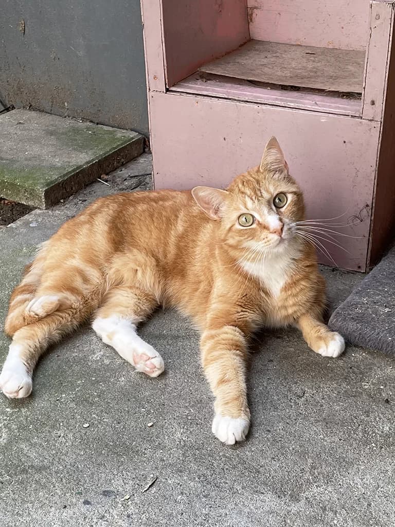 Beurnie, male 5yo European Shorthair for adoption at Stichting Animals Faith