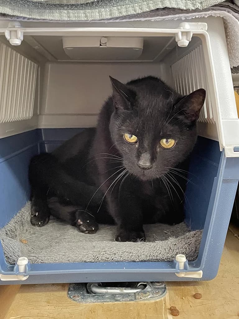 Chico, male senior European Shorthair for adoption at Stichting Animals Faith