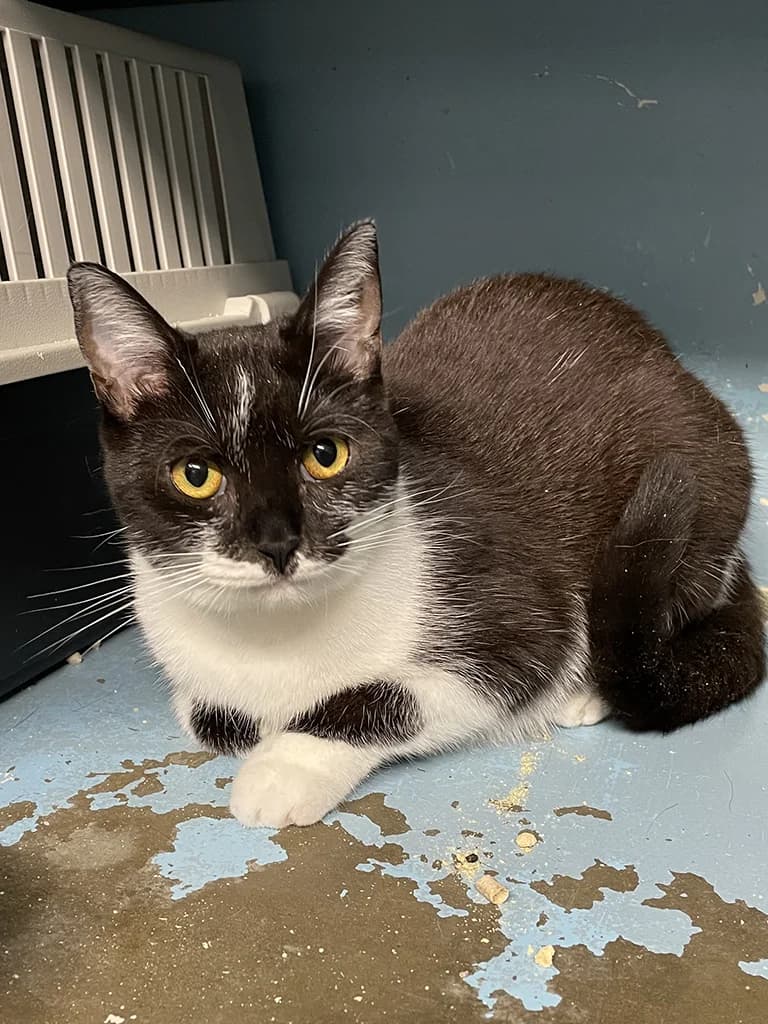 Bella, female young European Shorthair for adoption at Stichting Animals Faith