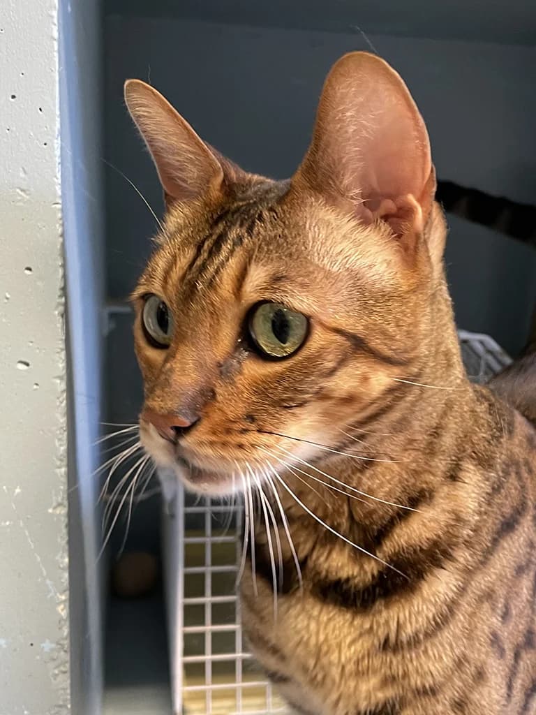 Don, male senior Bengal for adoption at Stichting Animals Faith