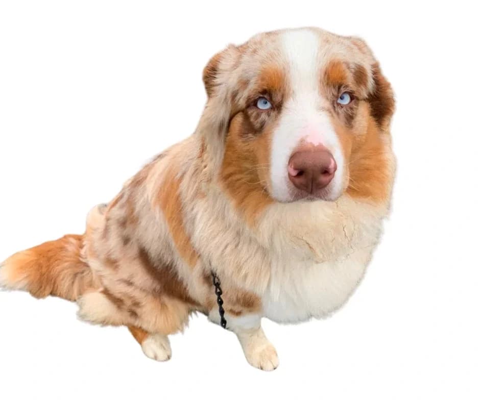 Bailey, male young Australian Shepherd for adoption at Stichting Animals Faith