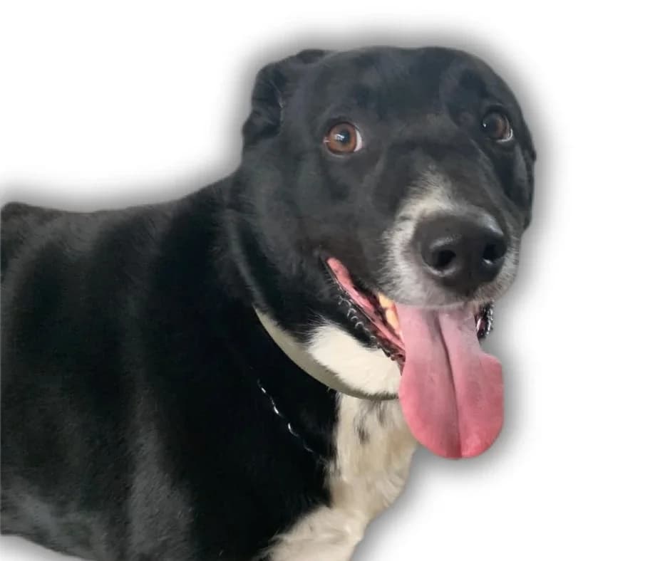 Benji, male 7yo mixed breed for adoption at Stichting Animals Faith