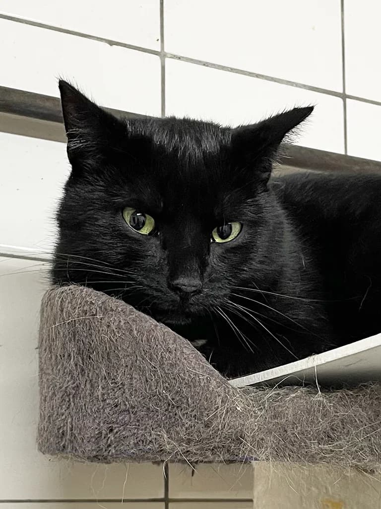 Mars, male 3yo European Shorthair for adoption at Stichting Animals Faith