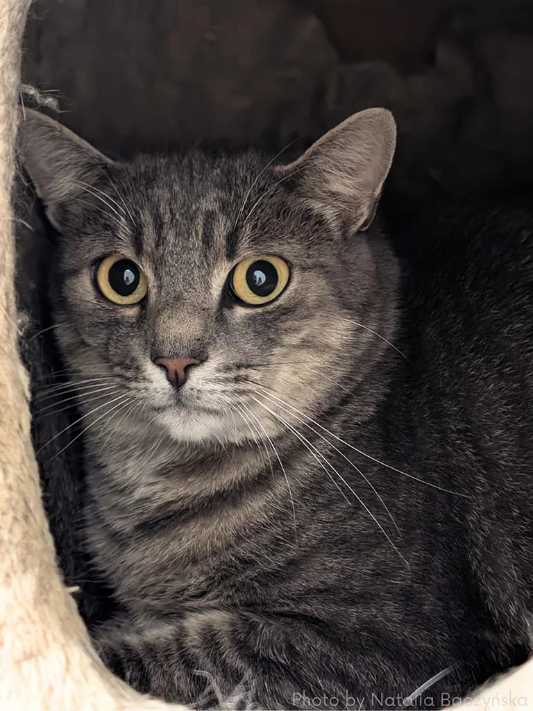 Cosmo, male 4yo European Shorthair for adoption at Stichting Animals Faith