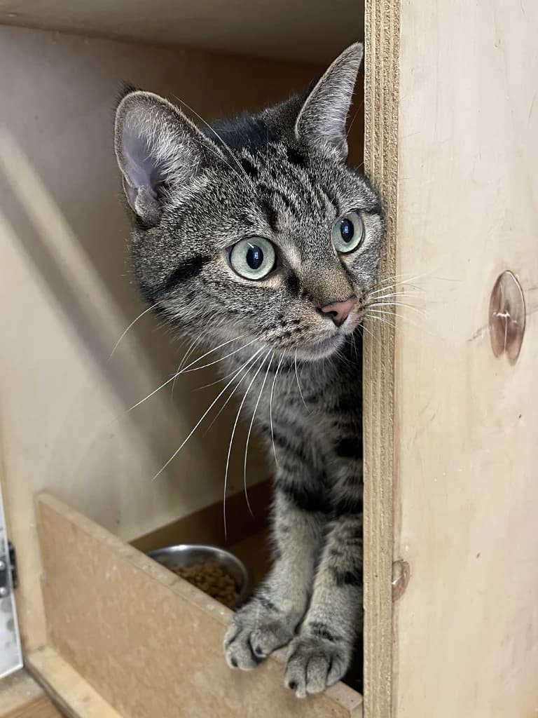 Maya, female 3yo European Shorthair for adoption at Stichting Animals Faith
