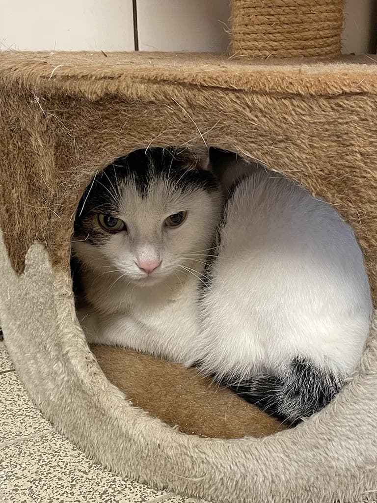 Milo, male 3yo European Shorthair for adoption at Stichting Animals Faith