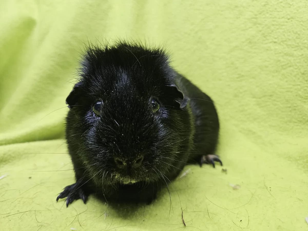 Alex, zwart young Mixed Breed for adoption at Stichting Cavia, Netherlands