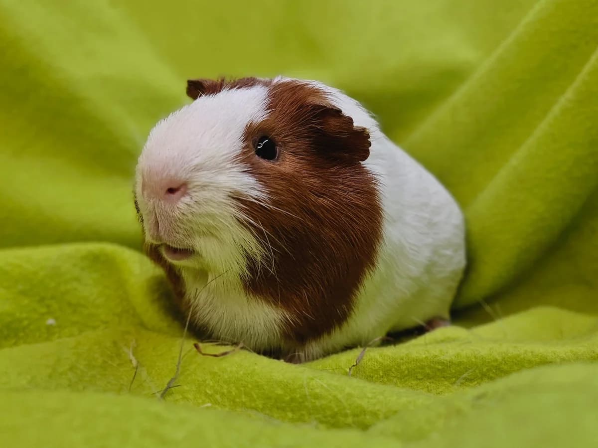 Alwin, male Mixed Breed for adoption at Stichting Cavia, Netherlands