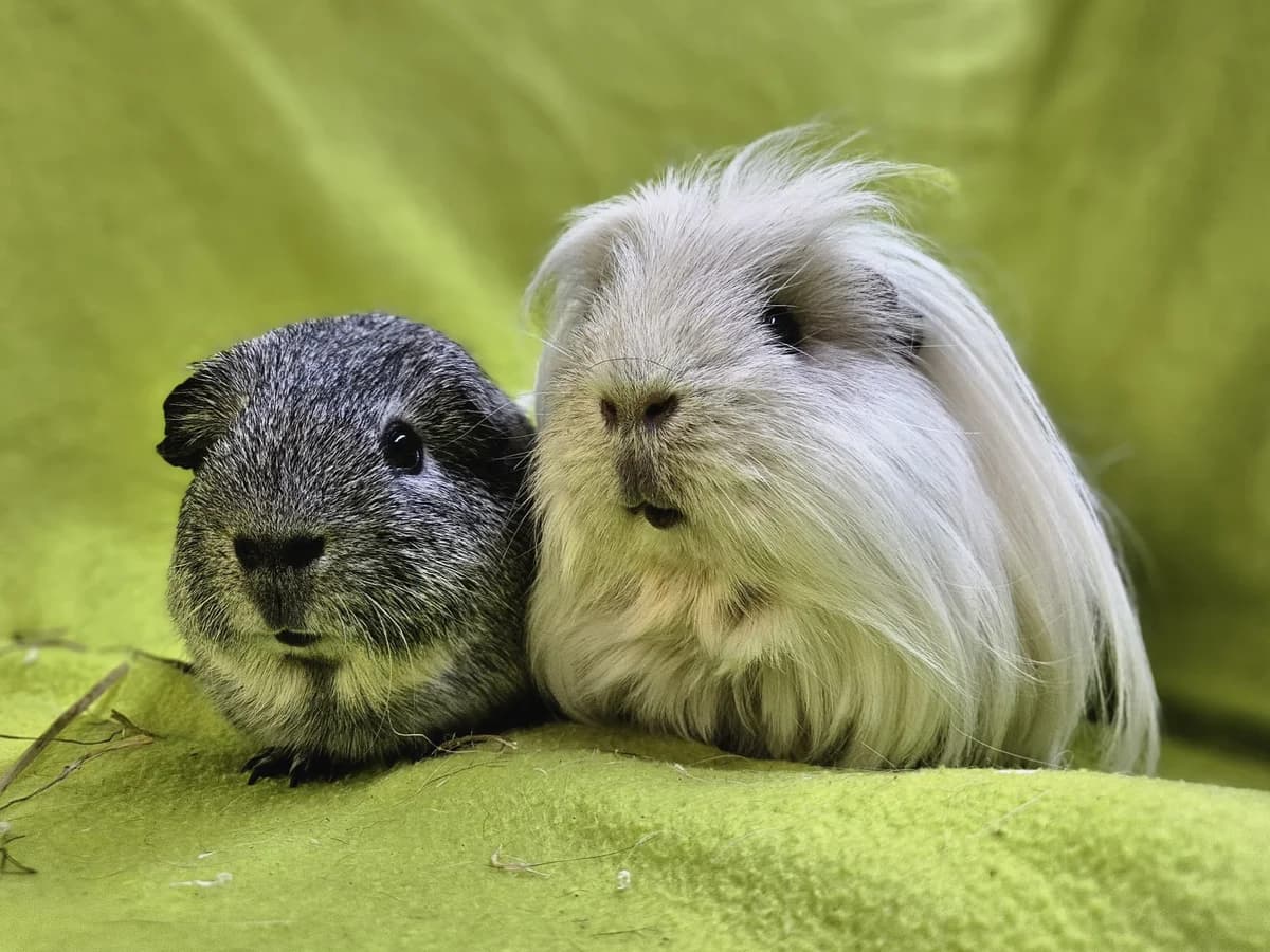 Amor & Romeo, male young Mixed Breed for adoption at Stichting Cavia, Netherlands