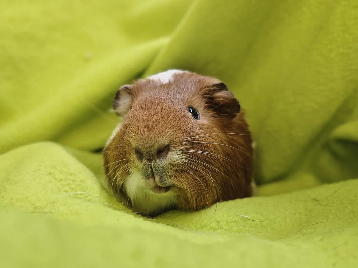 Beer, male Mixed Breed for adoption at Stichting Cavia, Netherlands