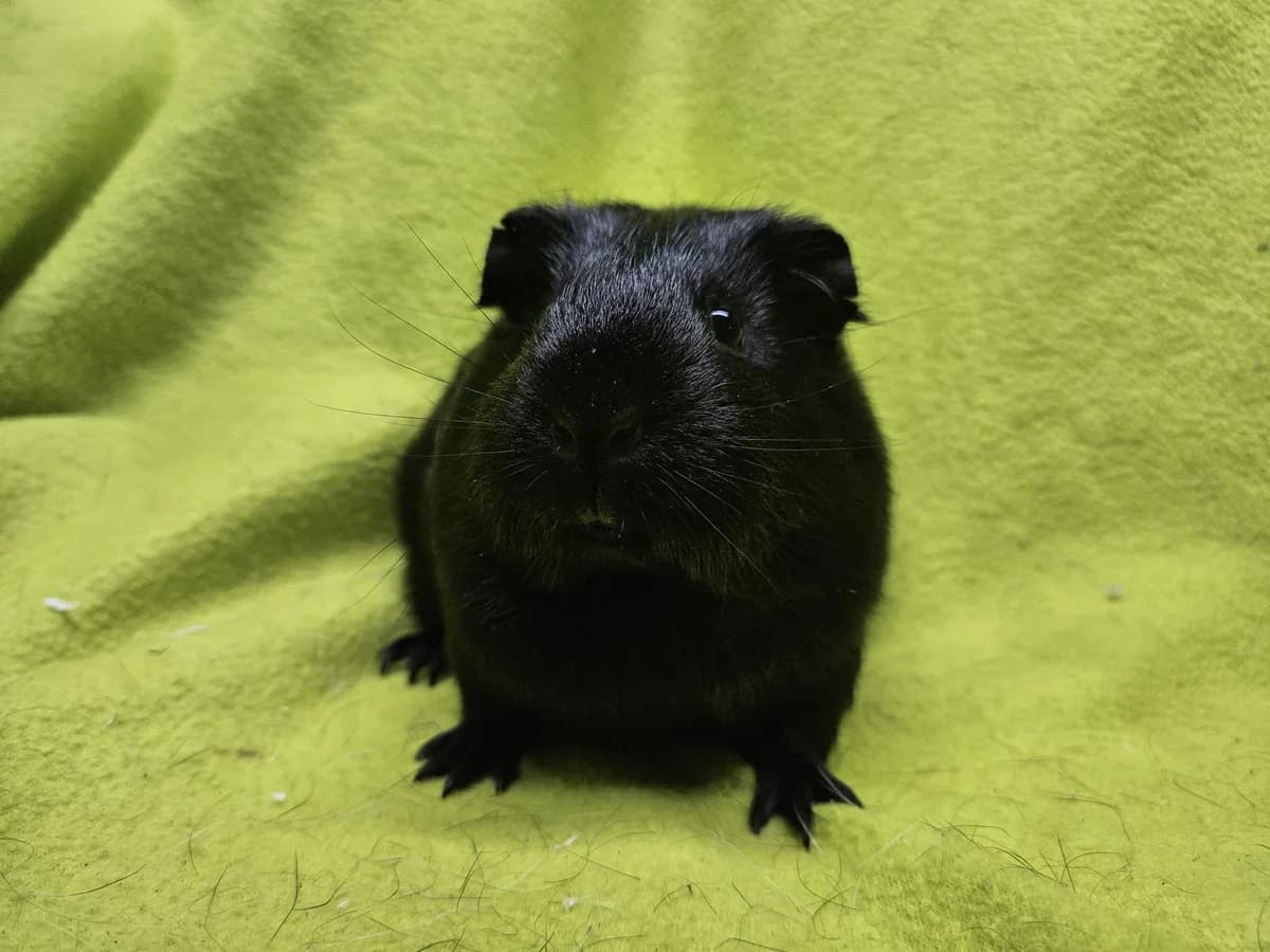 Bo, puppy Mixed Breed for adoption at Stichting Cavia, Netherlands
