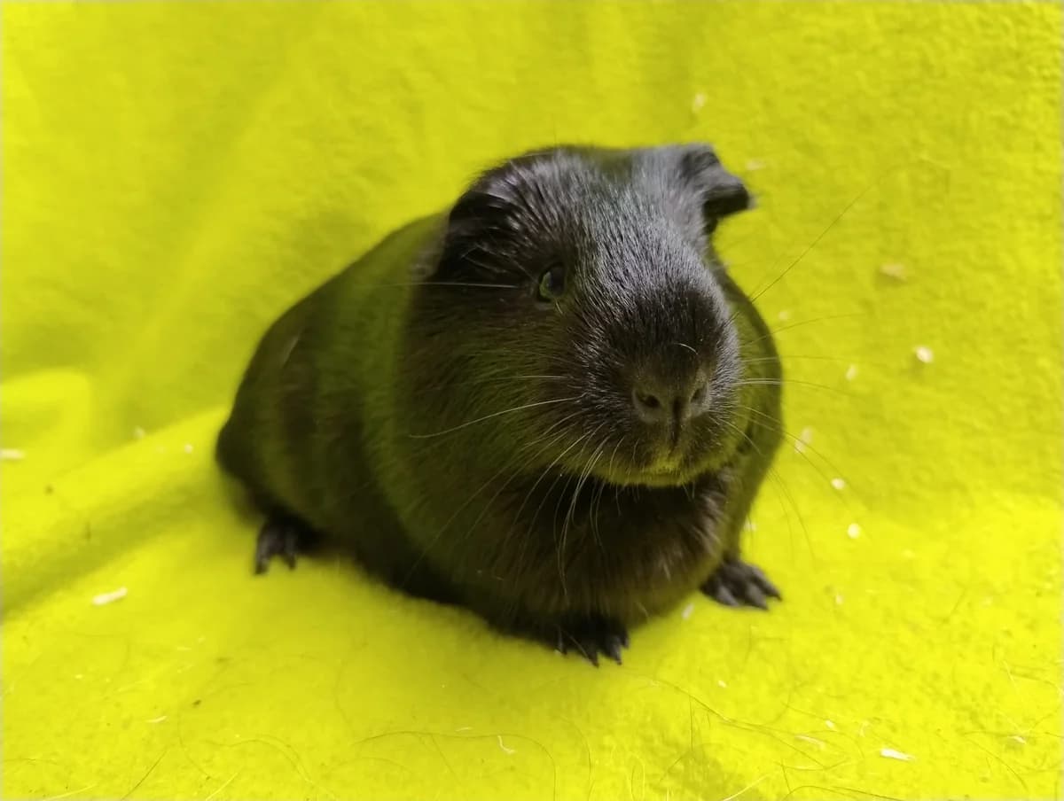 Bony, puppy Mixed Breed for adoption at Stichting Cavia, Netherlands