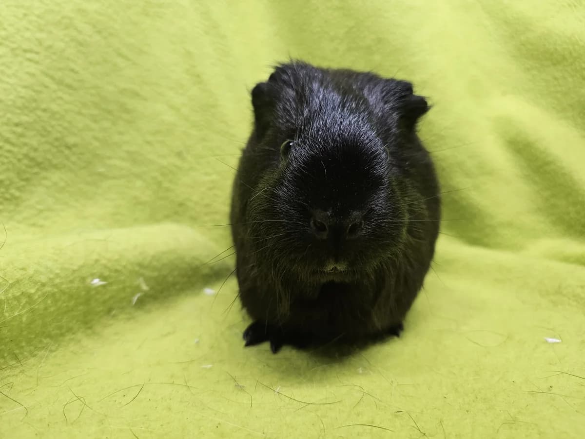 Do, puppy Mixed Breed for adoption at Stichting Cavia, Netherlands
