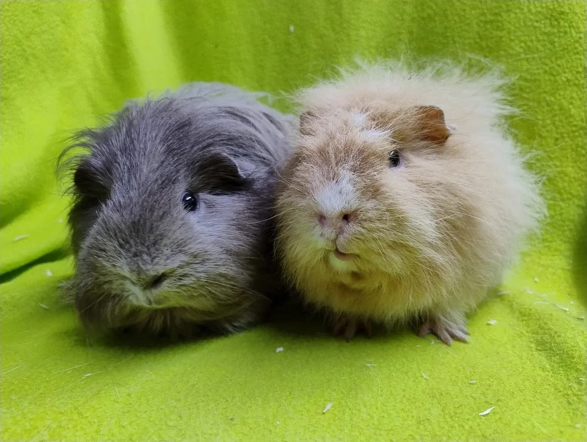 Dustin & Will, creme young Mixed Breed for adoption at Stichting Cavia, Netherlands