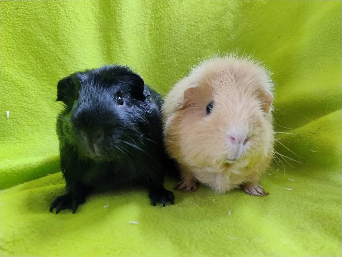 Guus & Polly, zwart 5yo Mixed Breed for adoption at Stichting Cavia, Netherlands