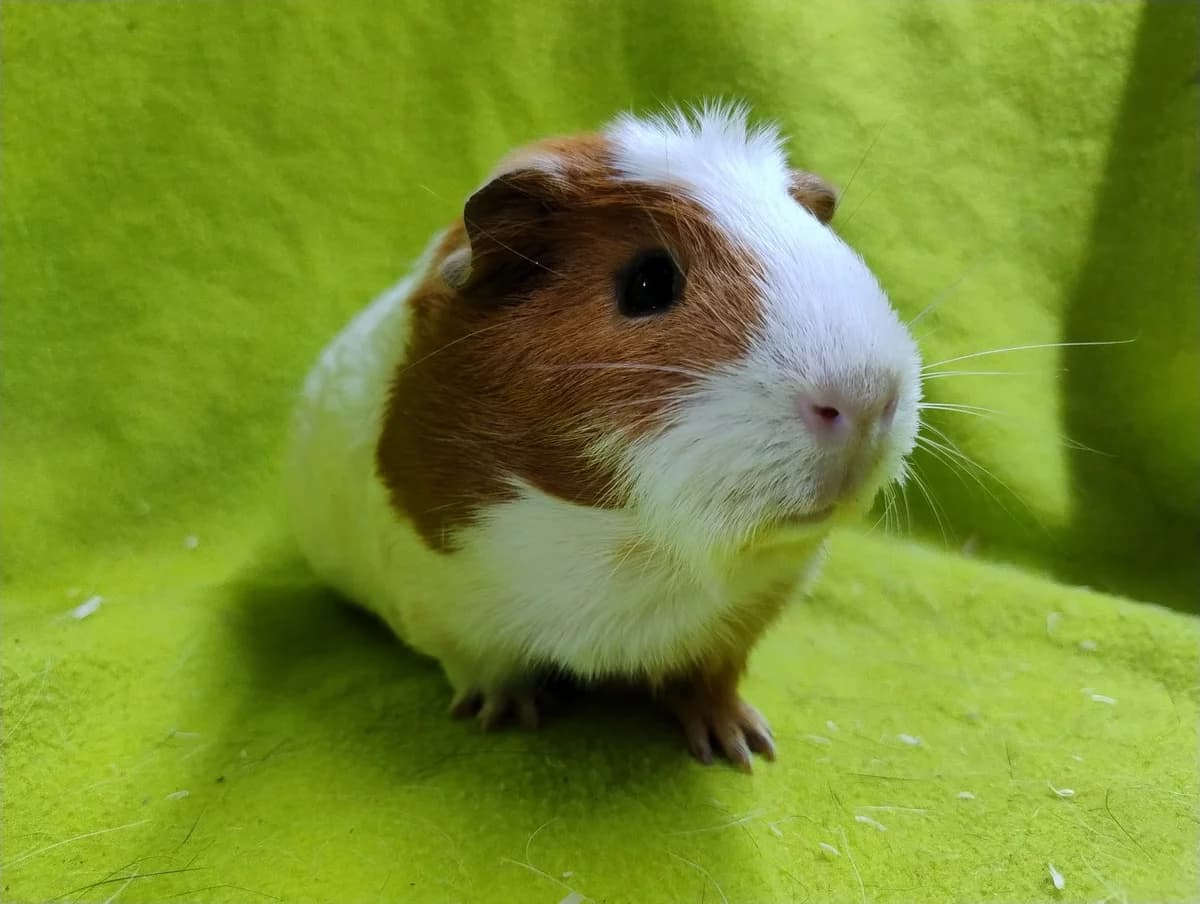 Kwek, rood puppy Mixed Breed for adoption at Stichting Cavia, Netherlands