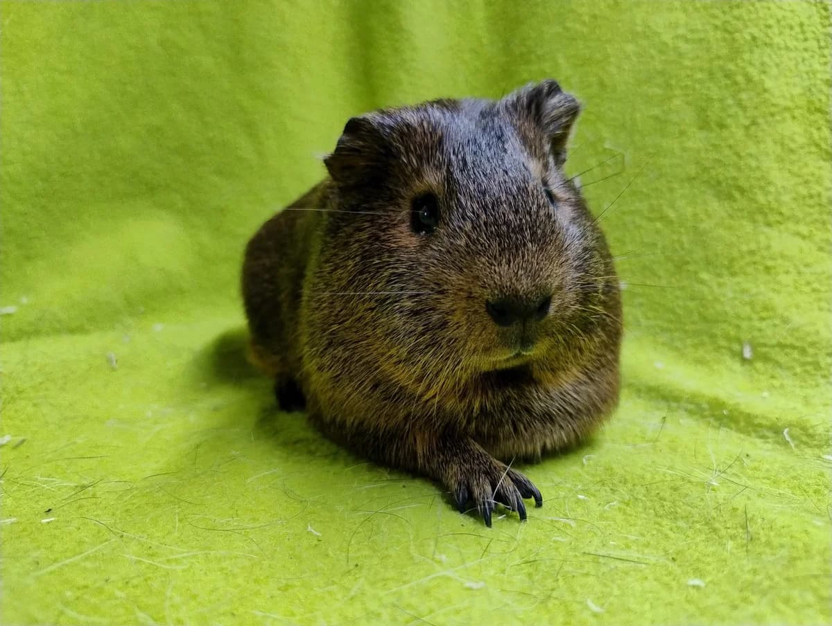 Kwik, puppy Mixed Breed for adoption at Stichting Cavia, Netherlands
