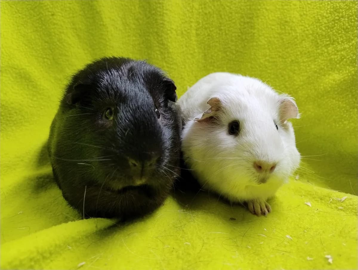 Licht & Piet, rood puppy Mixed Breed for adoption at Stichting Cavia, Netherlands