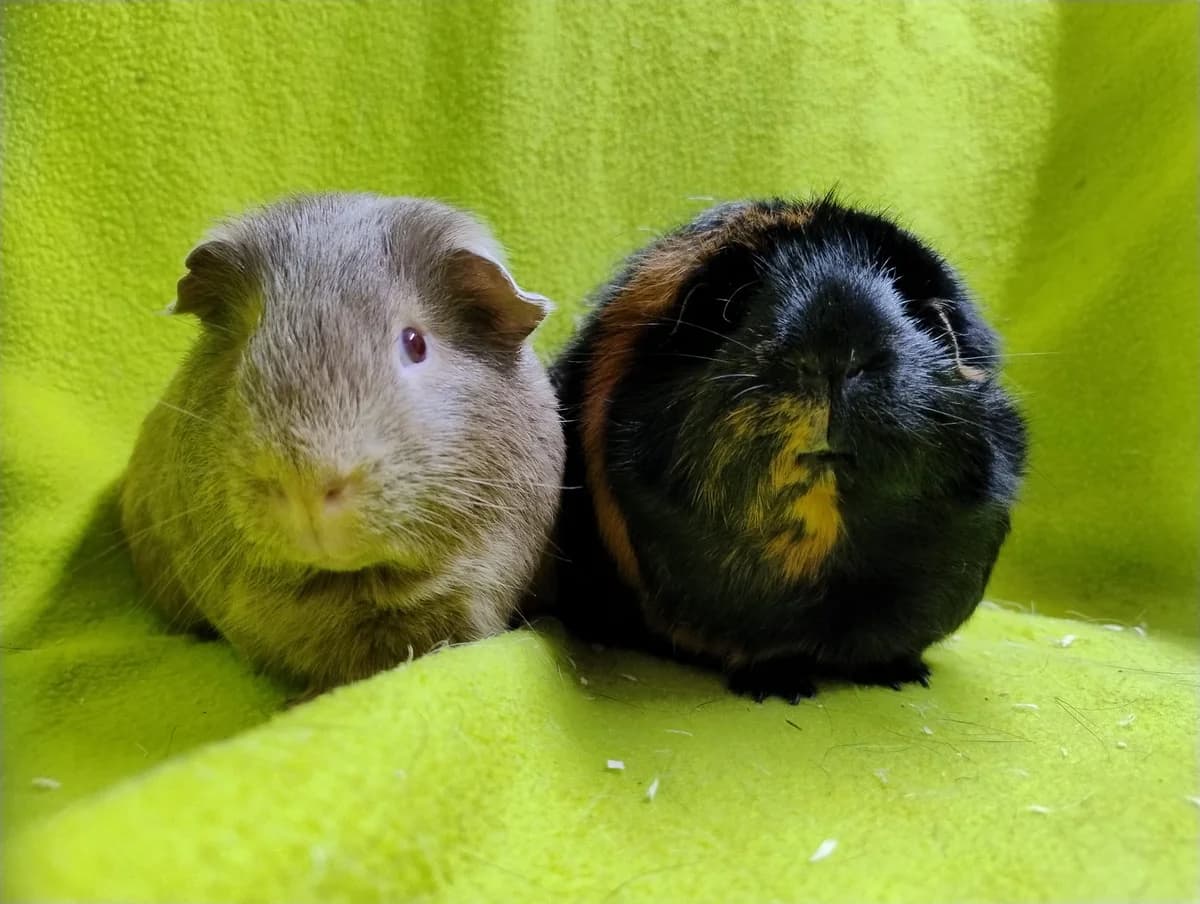 Mees & Pien, zwart female young Mixed Breed for adoption at Stichting Cavia, Netherlands