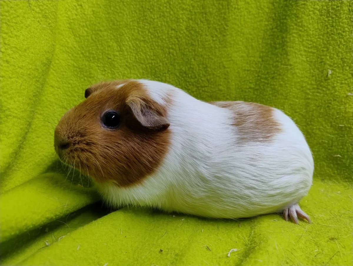 Mickey, 4yo Mixed Breed for adoption at Stichting Cavia, Netherlands