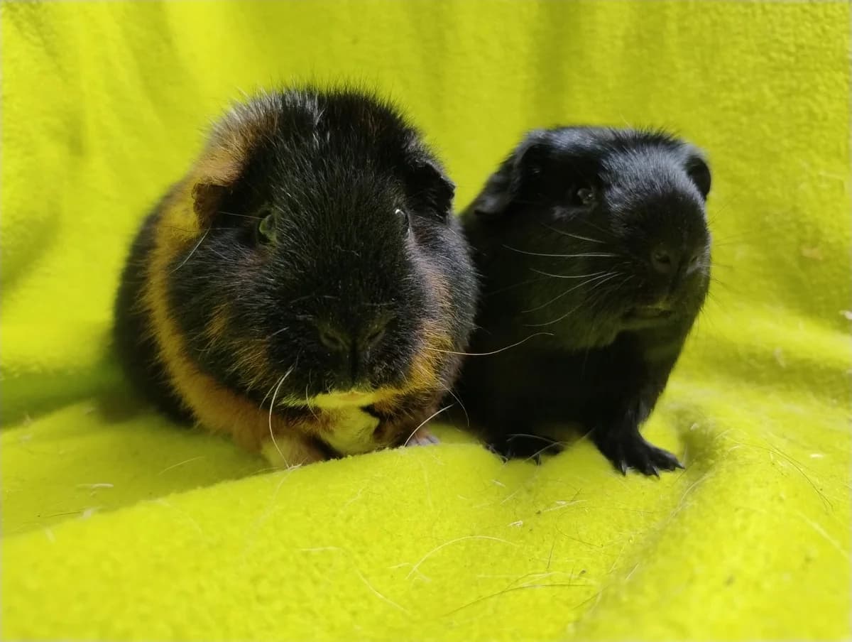 Peper & Zout, zwart young Mixed Breed for adoption at Stichting Cavia, Netherlands