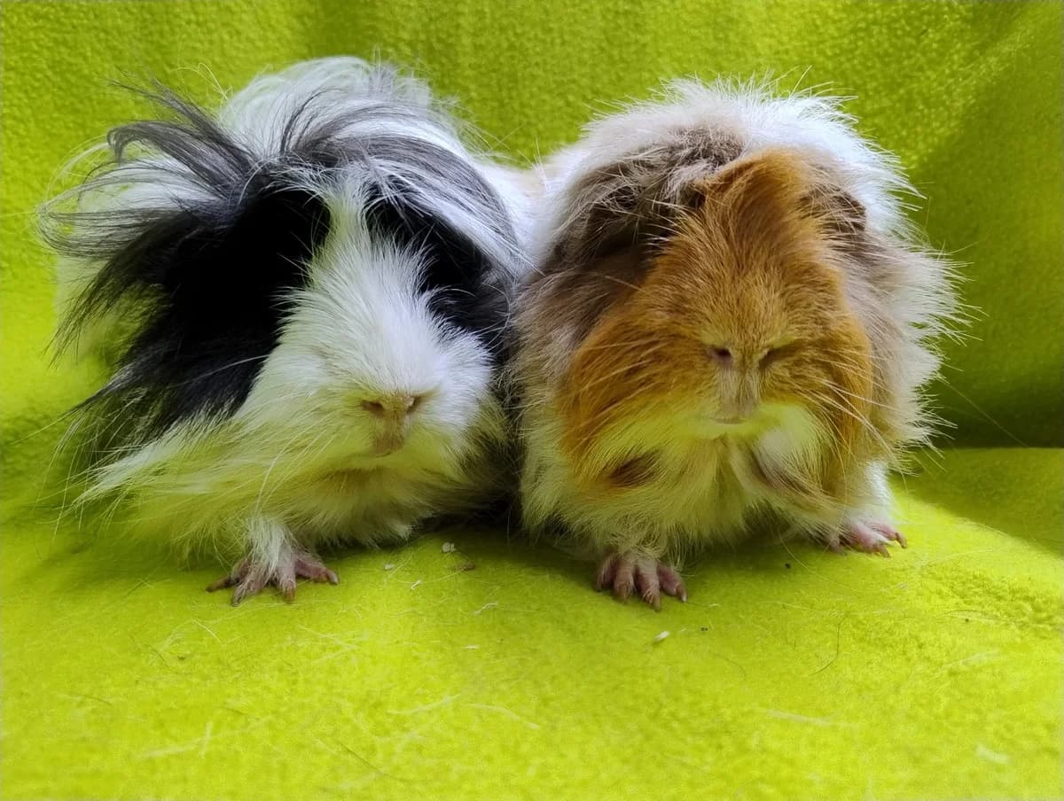 Pluisje en Kuifje, young Mixed Breed for adoption at Stichting Cavia, Netherlands
