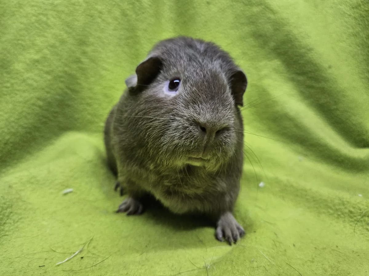 Sanne, puppy Mixed Breed for adoption at Stichting Cavia, Netherlands
