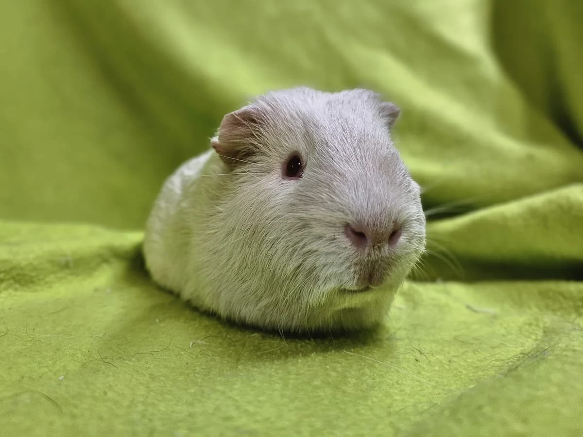 Sven, male Mixed Breed for adoption at Stichting Cavia, Netherlands