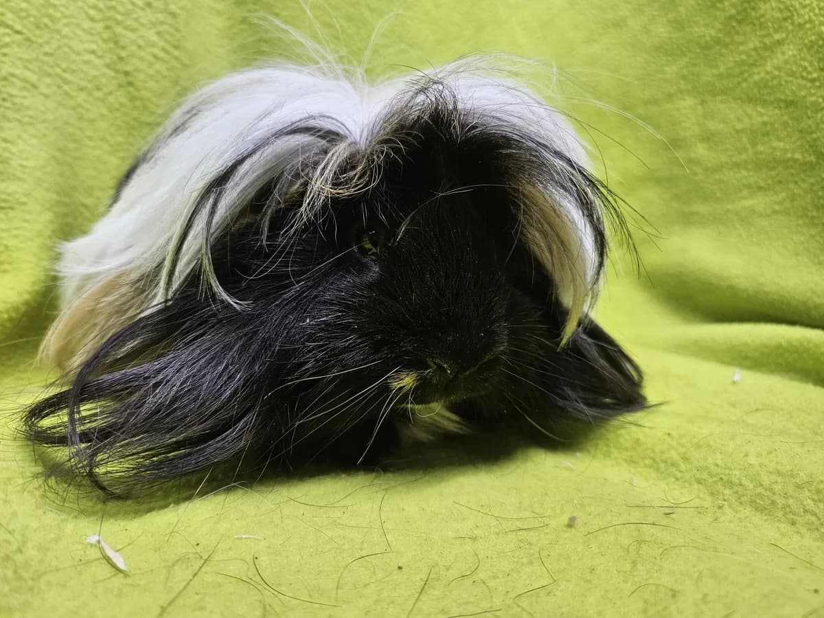 Tricolor, tricolor young Mixed Breed for adoption at Stichting Cavia, Netherlands