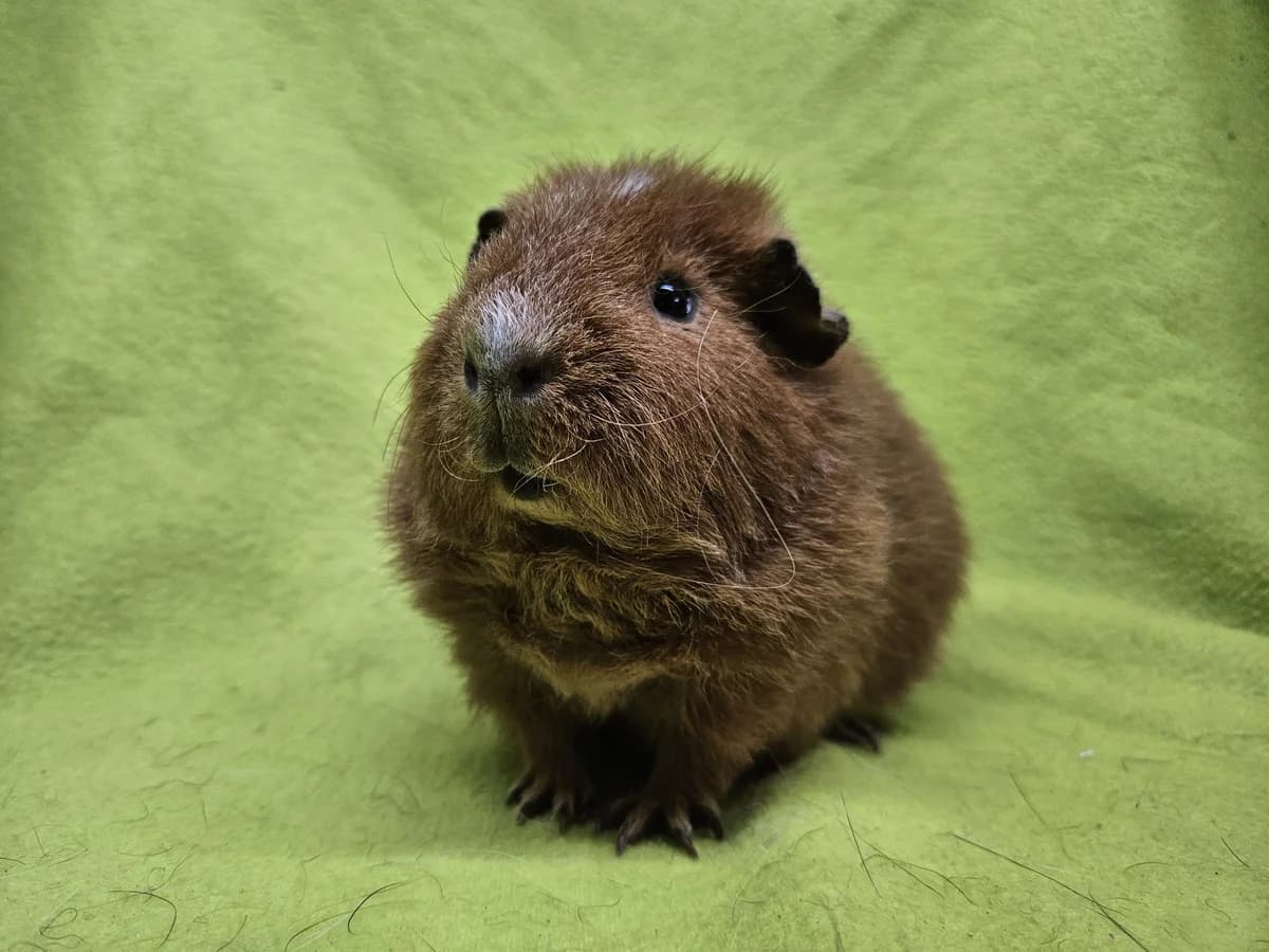 Wijn, rood puppy Mixed Breed for adoption at Stichting Cavia, Netherlands