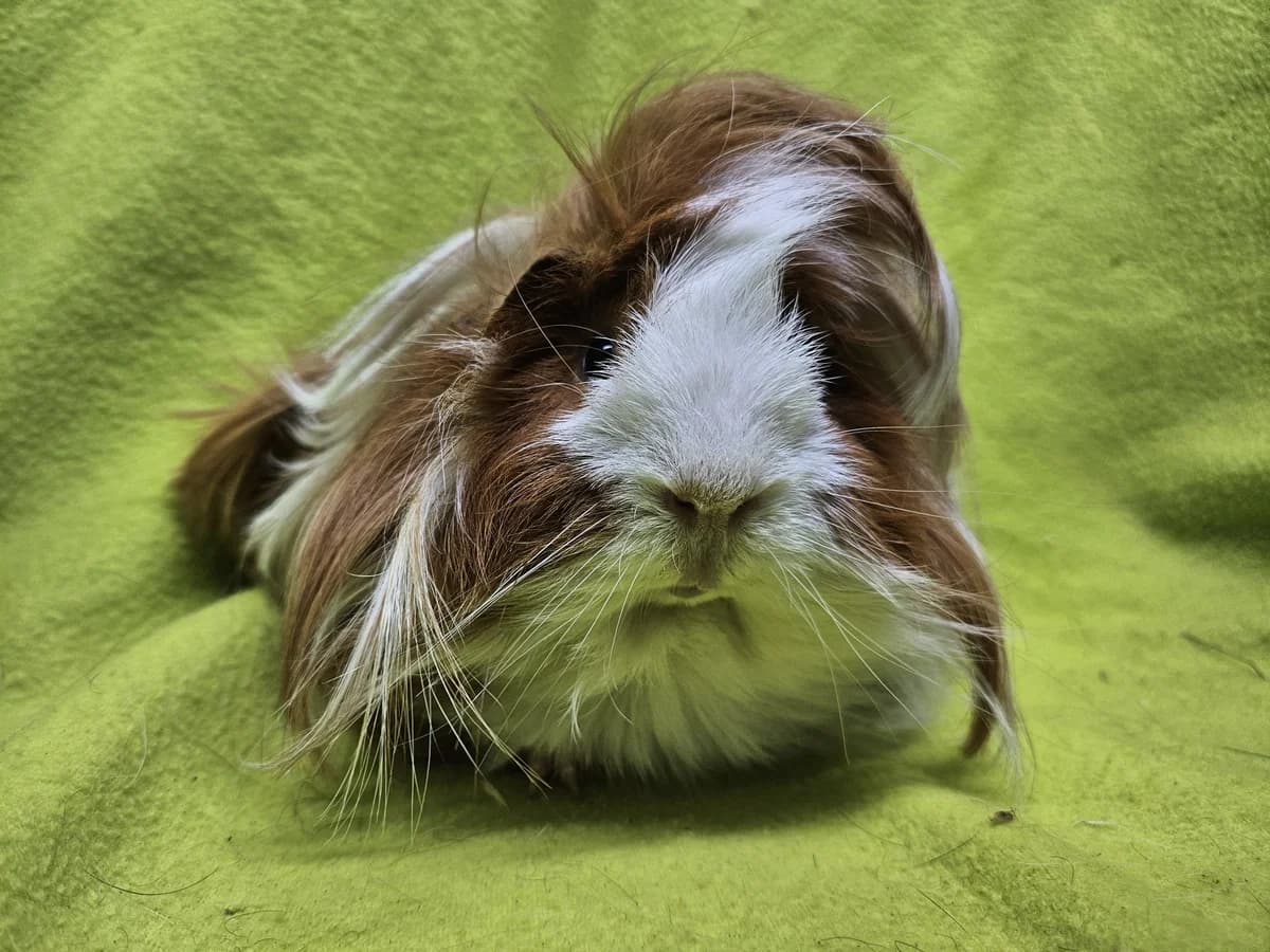 Willem, young Mixed Breed for adoption at Stichting Cavia, Netherlands