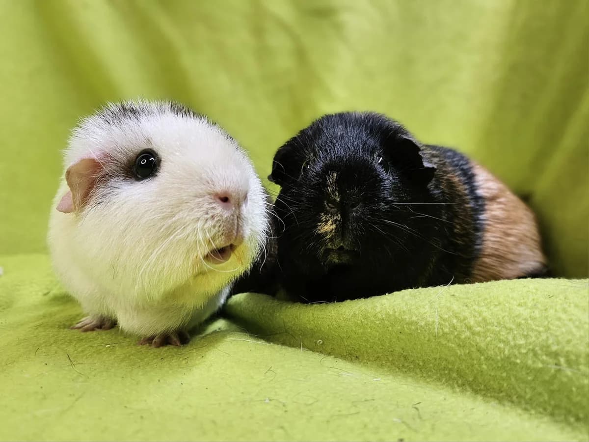 Wortel & Radijsje, male young Mixed Breed for adoption at Stichting Cavia, Netherlands