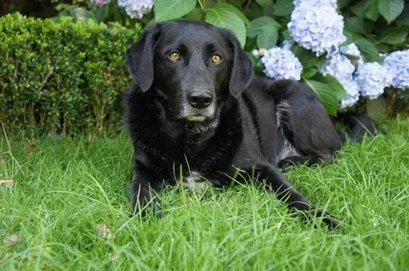 roosje, senior Mixed Breed for adoption at stichting Idemo