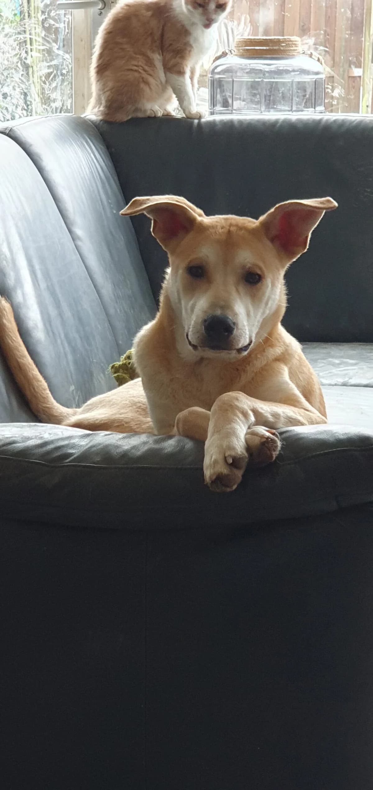 Sepp ♂ 1 jaar, male 3yo Mixed Breed for adoption at stichting Idemo
