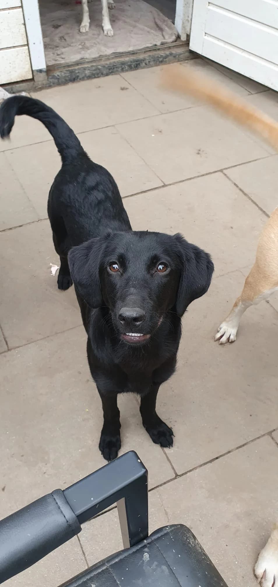 Lua ♀ 1 jaar, female 3yo Mixed Breed for adoption at stichting Idemo