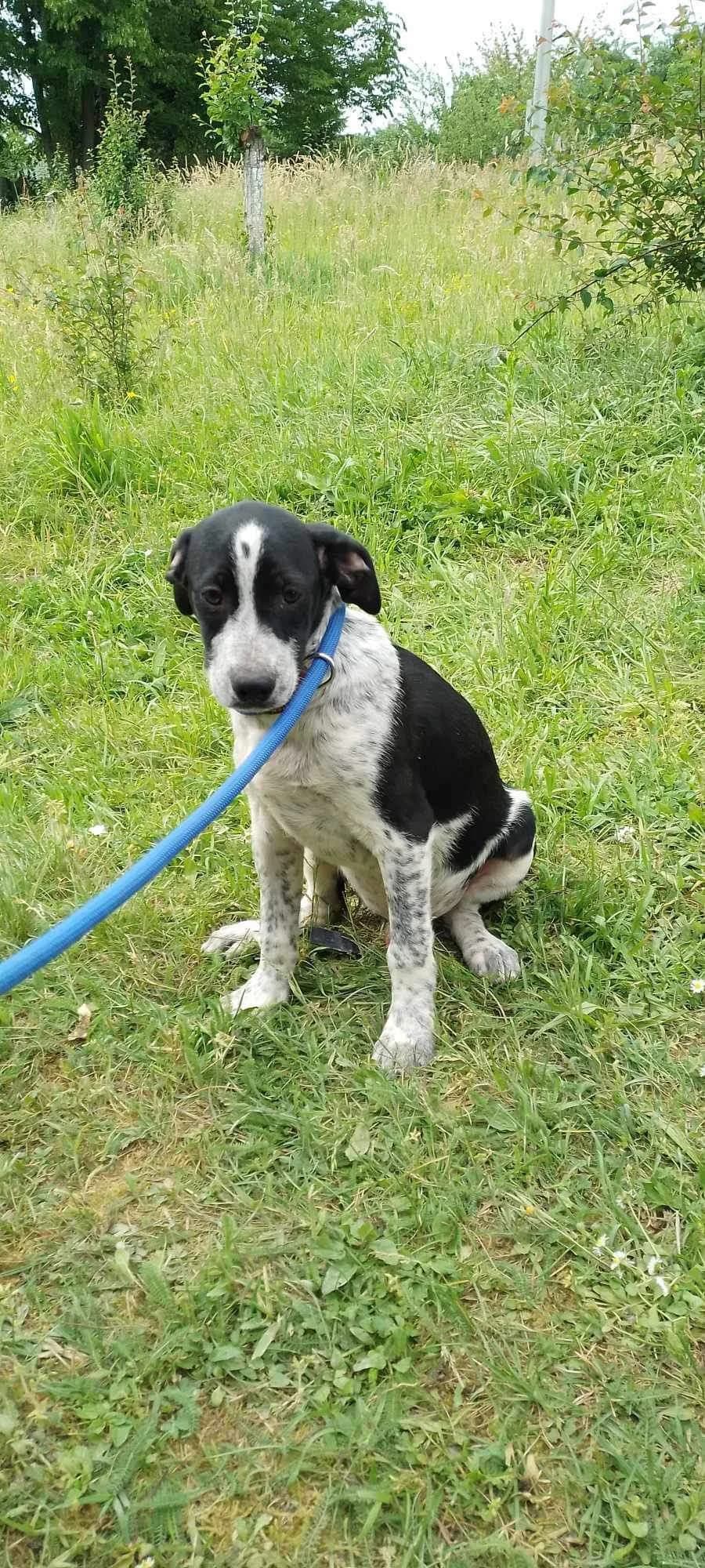 Dover ♂9 maand, male young Mixed Breed for adoption at stichting Idemo