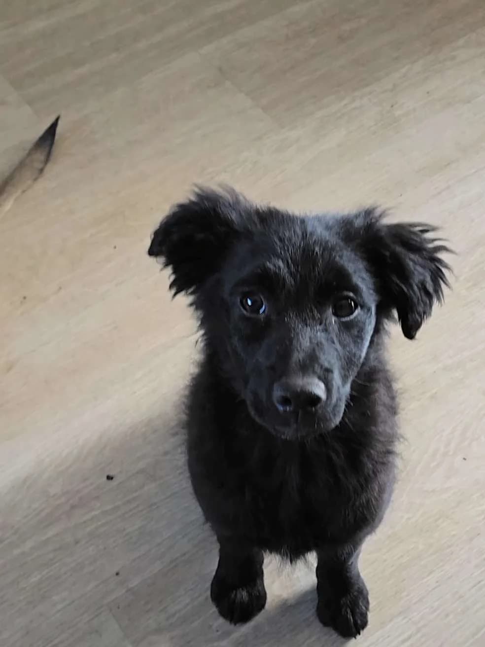 Dasta ♀ pup, young Mixed Breed for adoption at stichting Idemo