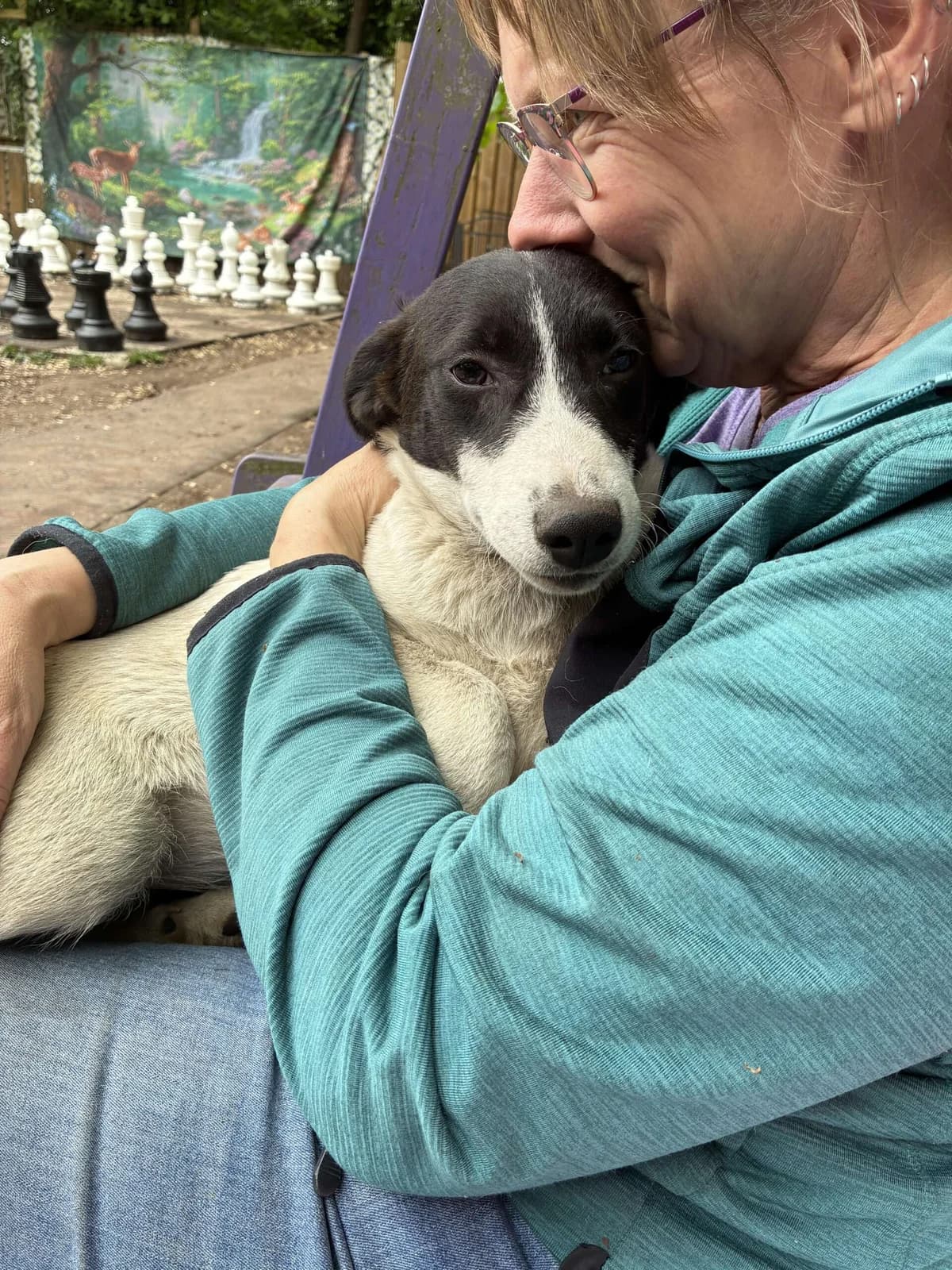 Gia ♀ pup, young Mixed Breed for adoption at stichting Idemo