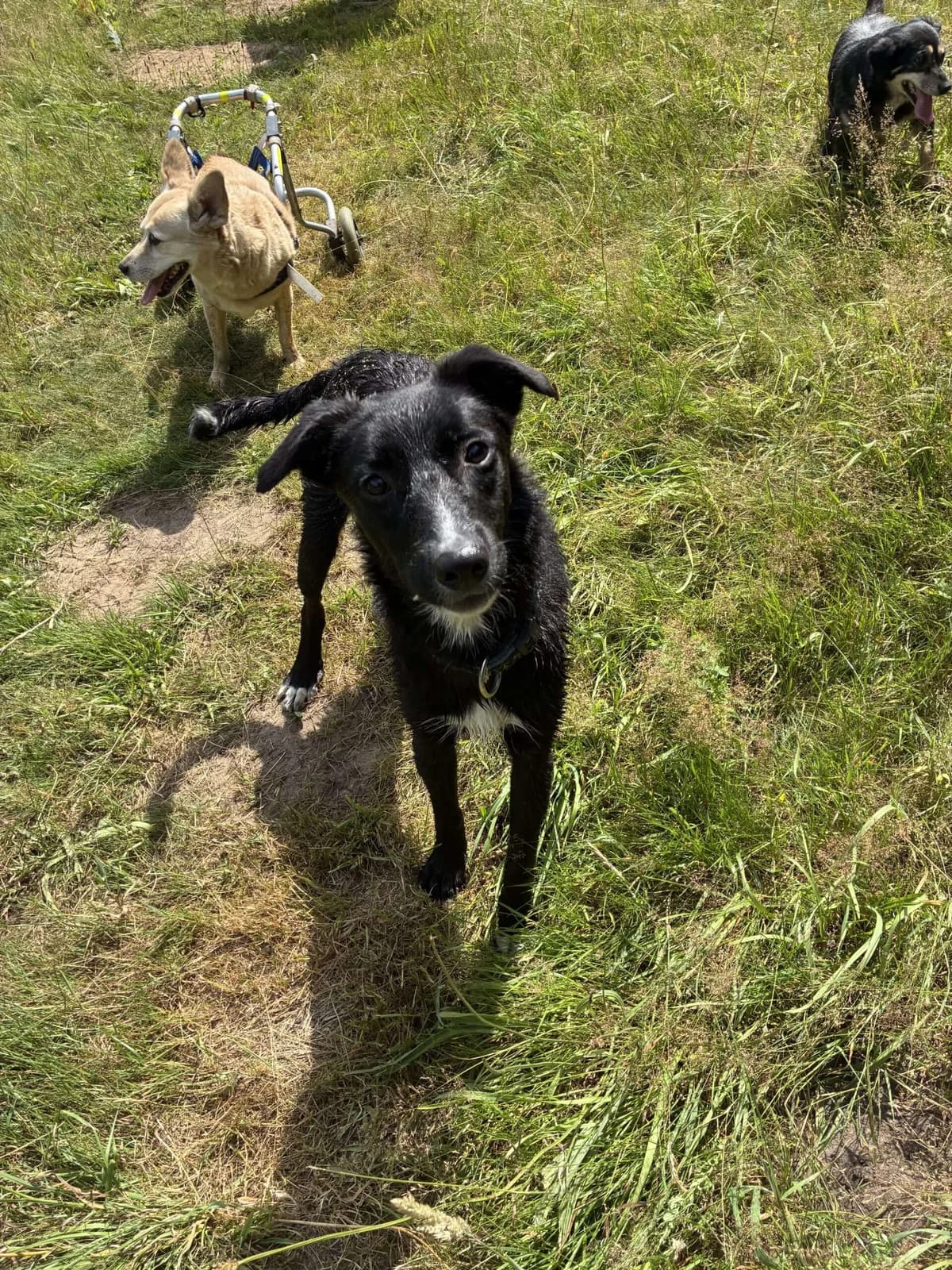 Buster ♂ 8 mnd, 7yo Mixed Breed for adoption at stichting Idemo